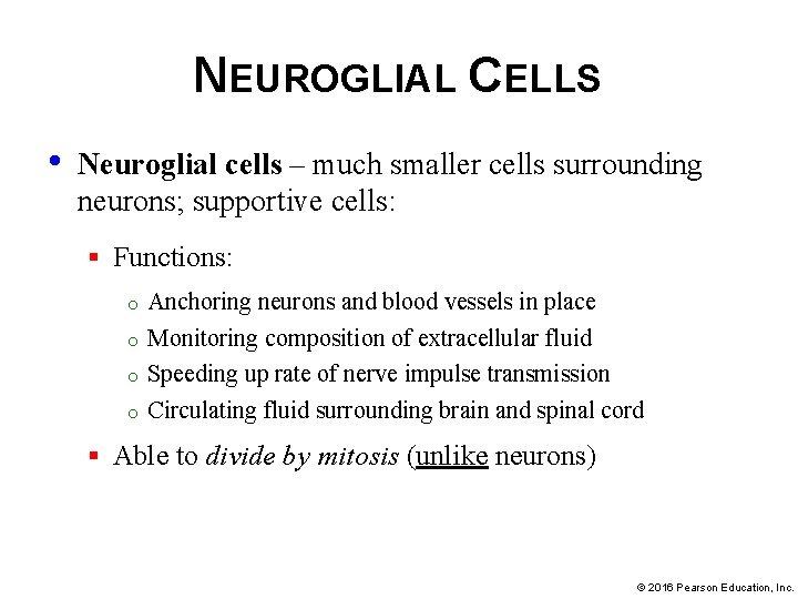 NEUROGLIAL CELLS • Neuroglial cells – much smaller cells surrounding neurons; supportive cells: §