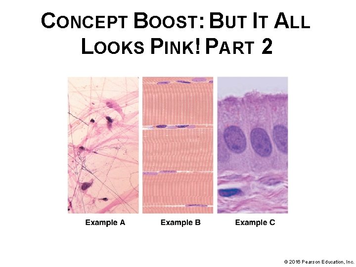 CONCEPT BOOST: BUT IT ALL LOOKS PINK! PART 2 © 2016 Pearson Education, Inc.