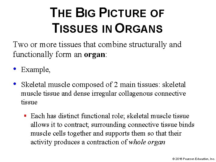 THE BIG PICTURE OF TISSUES IN ORGANS Two or more tissues that combine structurally