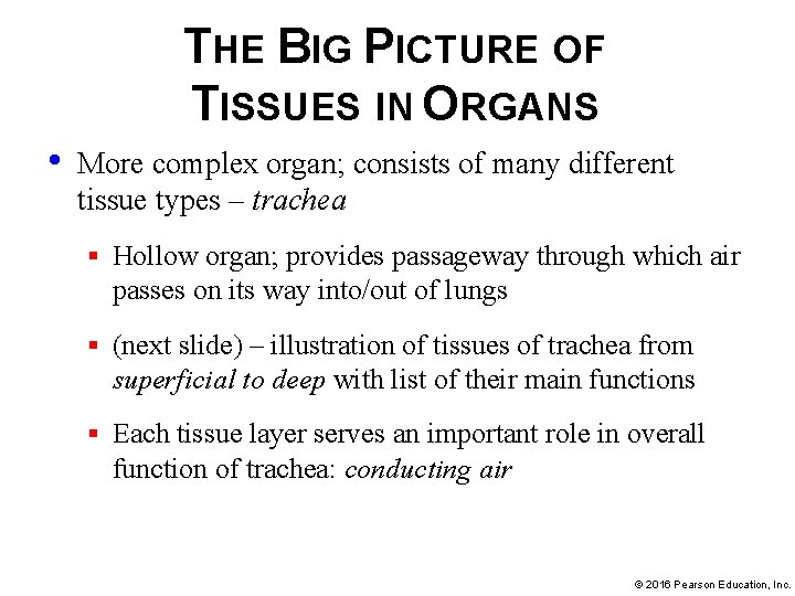 THE BIG PICTURE OF TISSUES IN ORGANS • More complex organ; consists of many