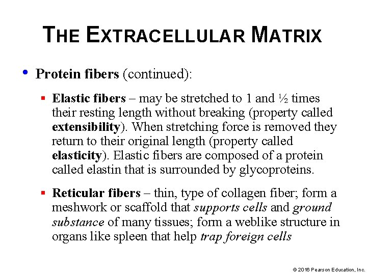 THE EXTRACELLULAR MATRIX • Protein fibers (continued): § Elastic fibers – may be stretched