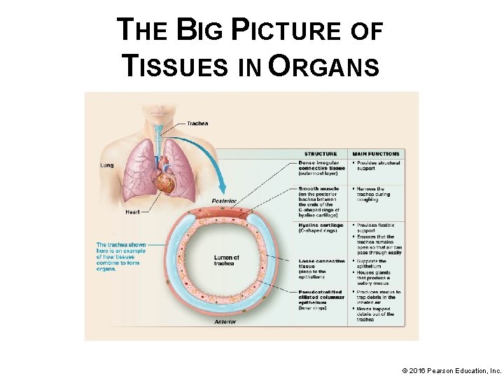 THE BIG PICTURE OF TISSUES IN ORGANS © 2016 Pearson Education, Inc. 