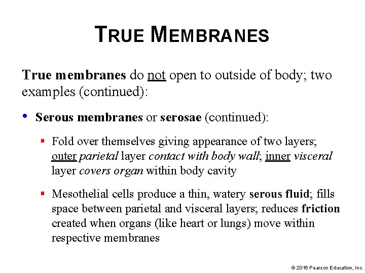 TRUE MEMBRANES True membranes do not open to outside of body; two examples (continued):