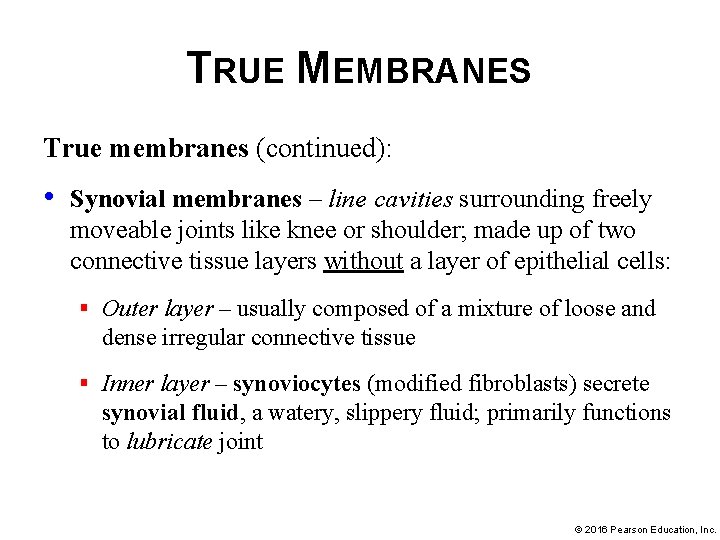 TRUE MEMBRANES True membranes (continued): • Synovial membranes – line cavities surrounding freely moveable