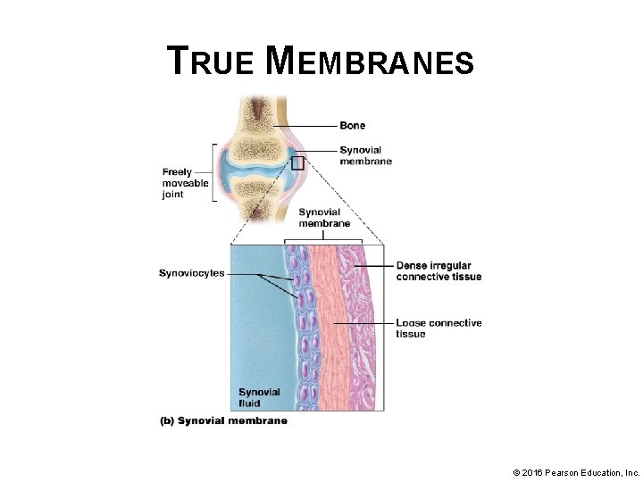 TRUE MEMBRANES © 2016 Pearson Education, Inc. 