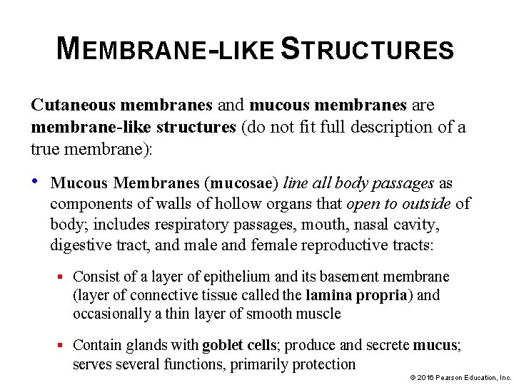 MEMBRANE-LIKE STRUCTURES Cutaneous membranes and mucous membranes are membrane-like structures (do not fit full