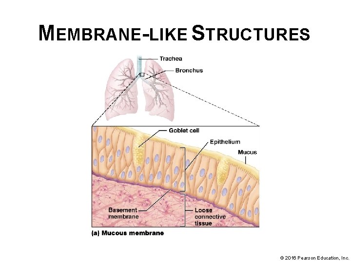 MEMBRANE-LIKE STRUCTURES © 2016 Pearson Education, Inc. 