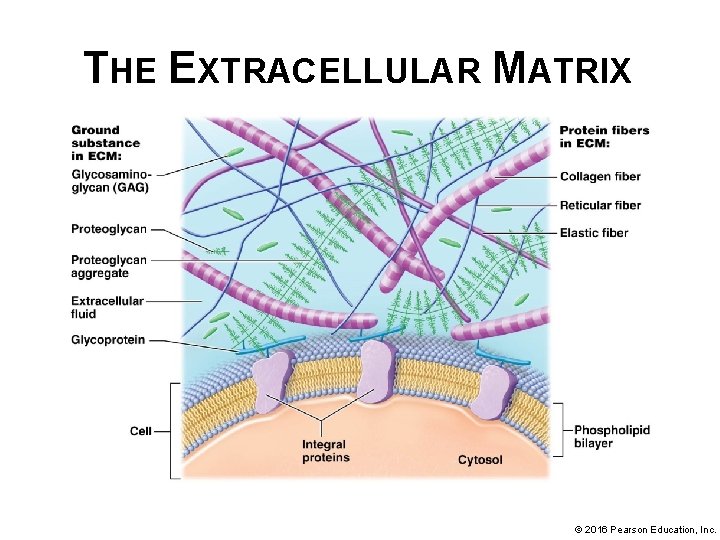 THE EXTRACELLULAR MATRIX © 2016 Pearson Education, Inc. 