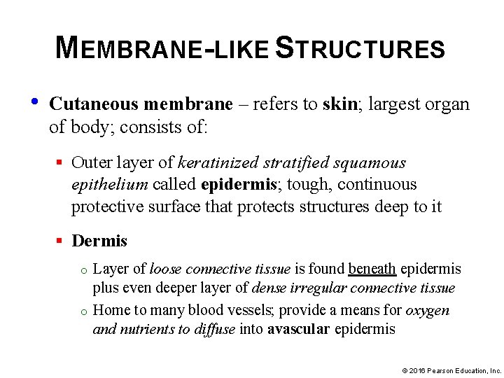 MEMBRANE-LIKE STRUCTURES • Cutaneous membrane – refers to skin; largest organ of body; consists
