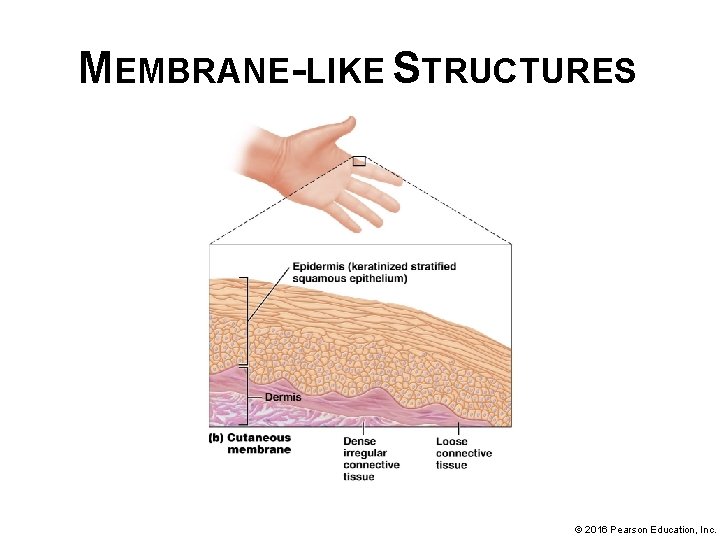 MEMBRANE-LIKE STRUCTURES © 2016 Pearson Education, Inc. 