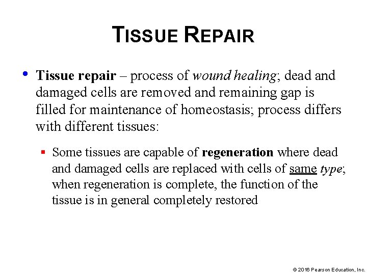 TISSUE REPAIR • Tissue repair – process of wound healing; dead and damaged cells