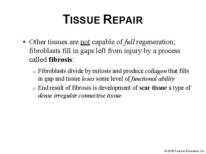 TISSUE REPAIR § Other tissues are not capable of full regeneration; fibroblasts fill in