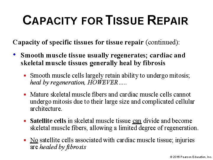 CAPACITY FOR TISSUE REPAIR Capacity of specific tissues for tissue repair (continued): • Smooth