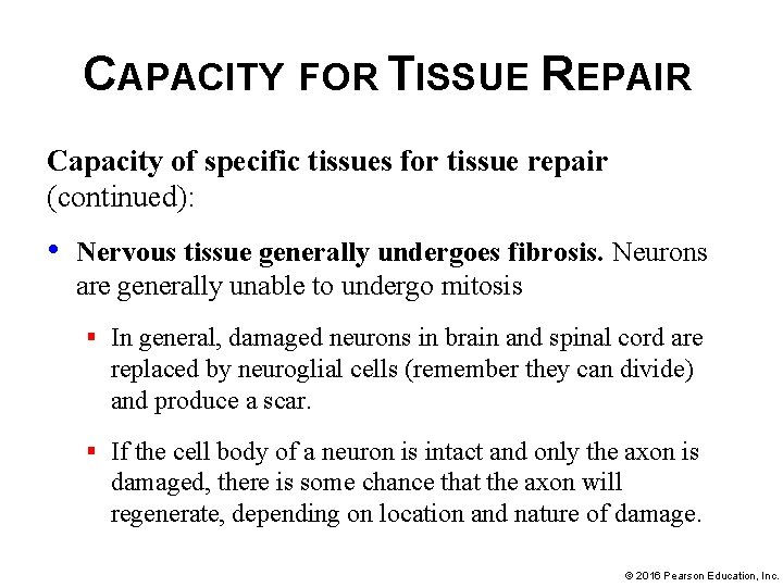 CAPACITY FOR TISSUE REPAIR Capacity of specific tissues for tissue repair (continued): • Nervous