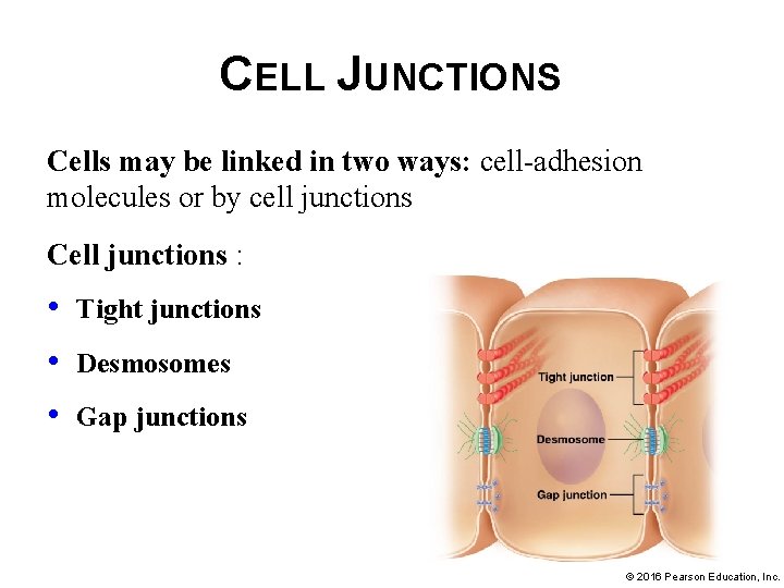 CELL JUNCTIONS Cells may be linked in two ways: cell-adhesion molecules or by cell