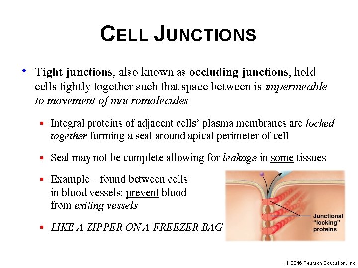 CELL JUNCTIONS • Tight junctions, also known as occluding junctions, hold cells tightly together