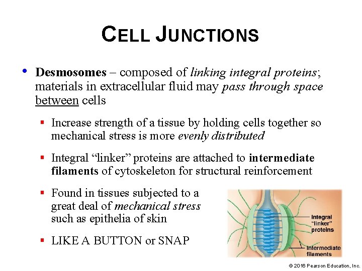 CELL JUNCTIONS • Desmosomes – composed of linking integral proteins; materials in extracellular fluid