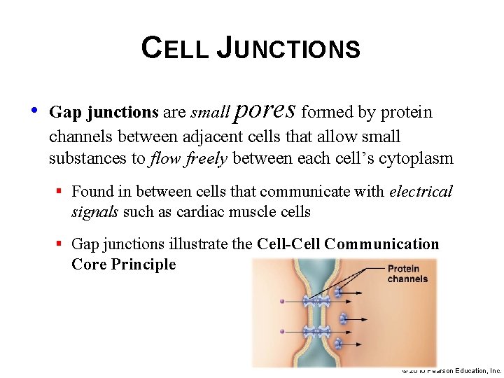 CELL JUNCTIONS • Gap junctions are small pores formed by protein channels between adjacent