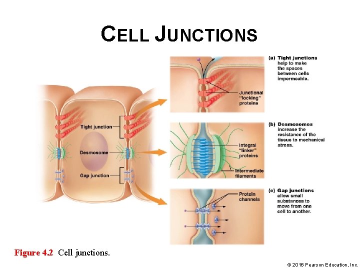 CELL JUNCTIONS Figure 4. 2 Cell junctions. © 2016 Pearson Education, Inc. 