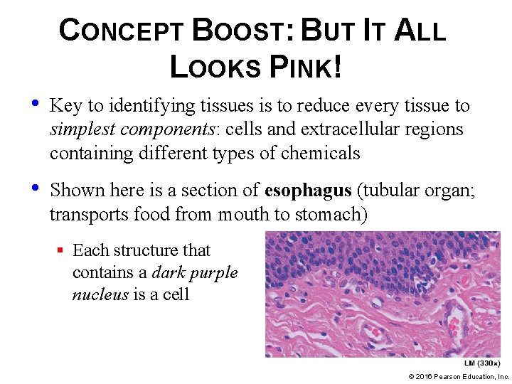 CONCEPT BOOST: BUT IT ALL LOOKS PINK! • Key to identifying tissues is to