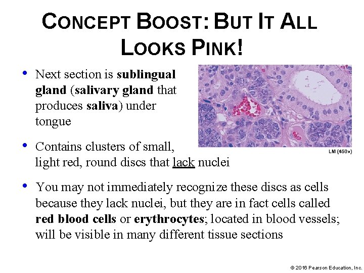 CONCEPT BOOST: BUT IT ALL LOOKS PINK! • Next section is sublingual gland (salivary