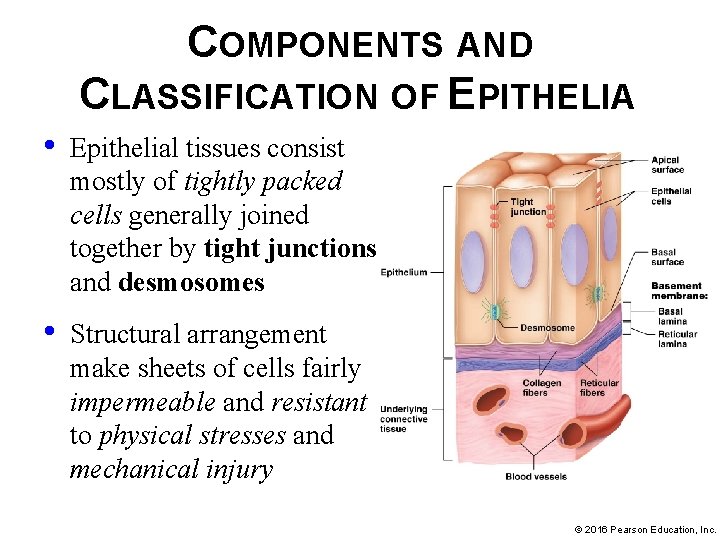 COMPONENTS AND CLASSIFICATION OF EPITHELIA • Epithelial tissues consist mostly of tightly packed cells