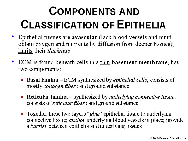 COMPONENTS AND CLASSIFICATION OF EPITHELIA • Epithelial tissues are avascular (lack blood vessels and