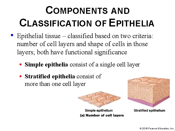 COMPONENTS AND CLASSIFICATION OF EPITHELIA • Epithelial tissue – classified based on two criteria:
