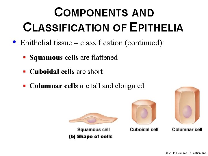 COMPONENTS AND CLASSIFICATION OF EPITHELIA • Epithelial tissue – classification (continued): § Squamous cells