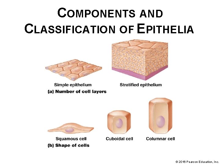 COMPONENTS AND CLASSIFICATION OF EPITHELIA © 2016 Pearson Education, Inc. 