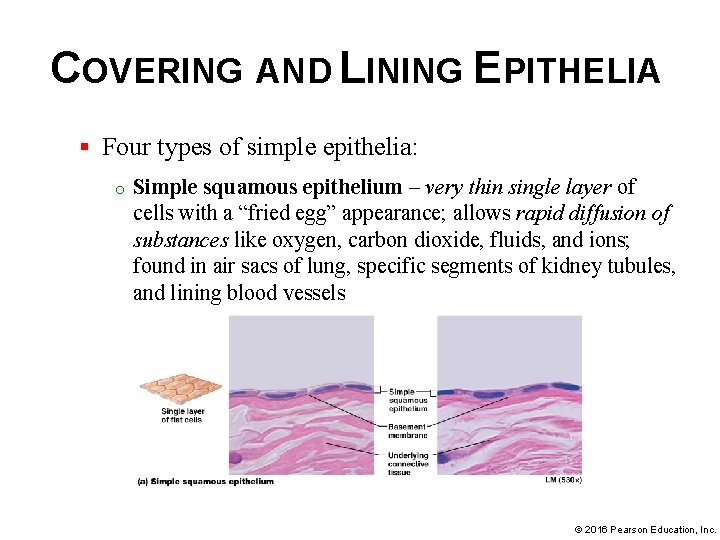 COVERING AND LINING EPITHELIA § Four types of simple epithelia: o Simple squamous epithelium
