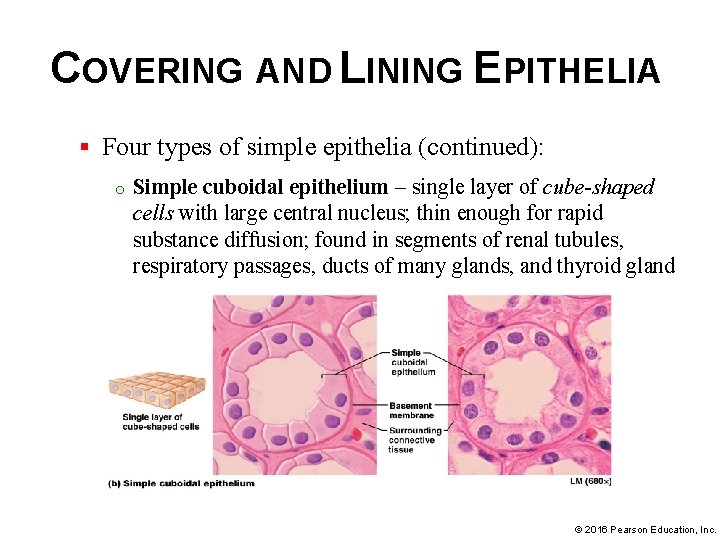 COVERING AND LINING EPITHELIA § Four types of simple epithelia (continued): o Simple cuboidal