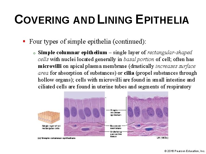 COVERING AND LINING EPITHELIA § Four types of simple epithelia (continued): o Simple columnar