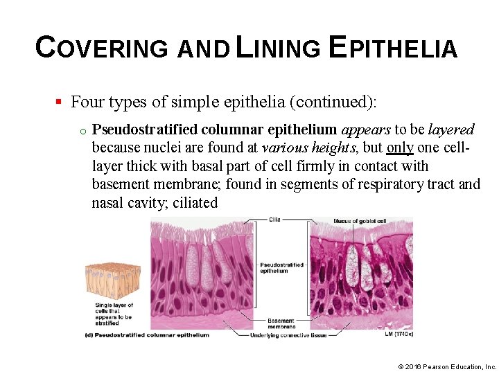 COVERING AND LINING EPITHELIA § Four types of simple epithelia (continued): o Pseudostratified columnar