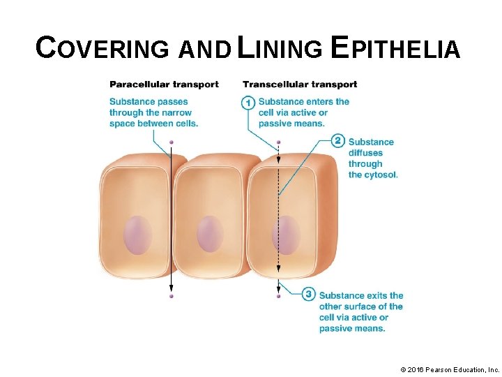 COVERING AND LINING EPITHELIA © 2016 Pearson Education, Inc. 