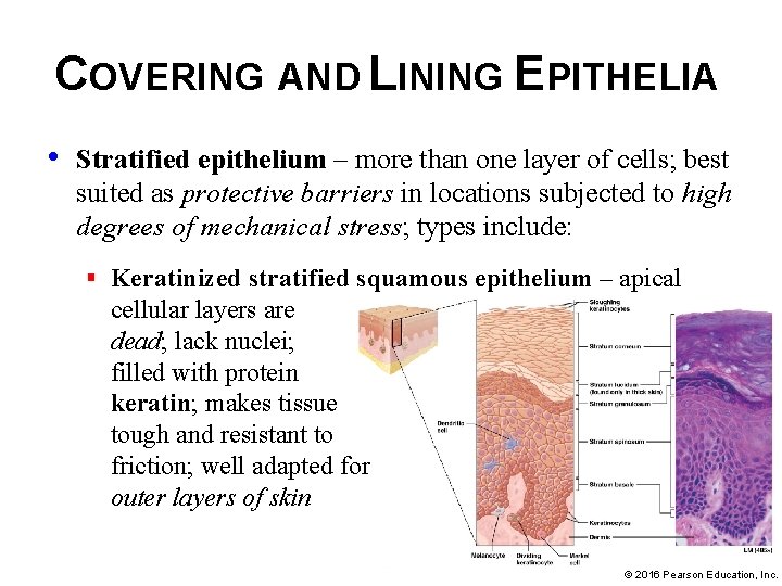 COVERING AND LINING EPITHELIA • Stratified epithelium – more than one layer of cells;