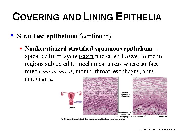 COVERING AND LINING EPITHELIA • Stratified epithelium (continued): § Nonkeratinized stratified squamous epithelium –