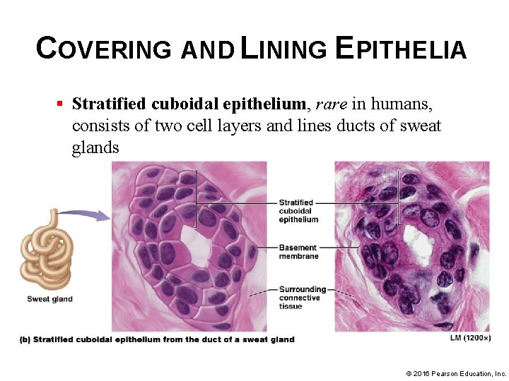 COVERING AND LINING EPITHELIA § Stratified cuboidal epithelium, rare in humans, consists of two