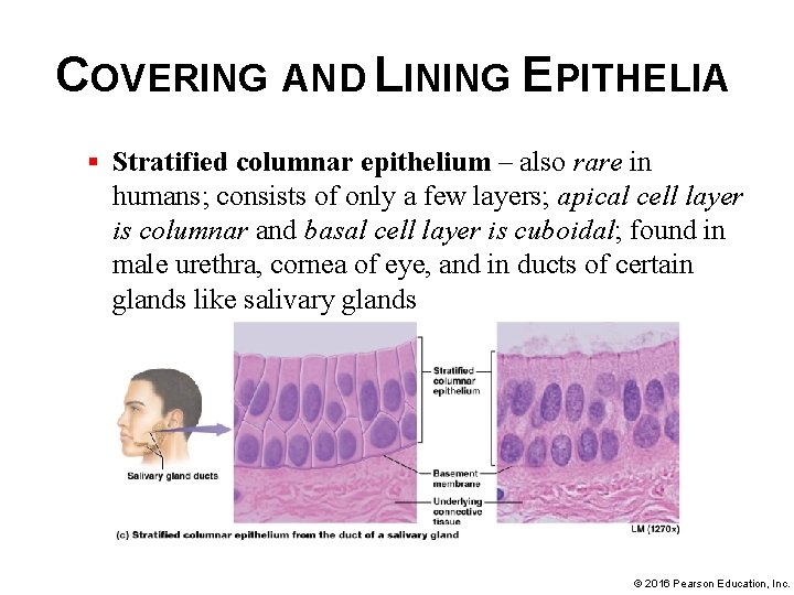 COVERING AND LINING EPITHELIA § Stratified columnar epithelium – also rare in humans; consists