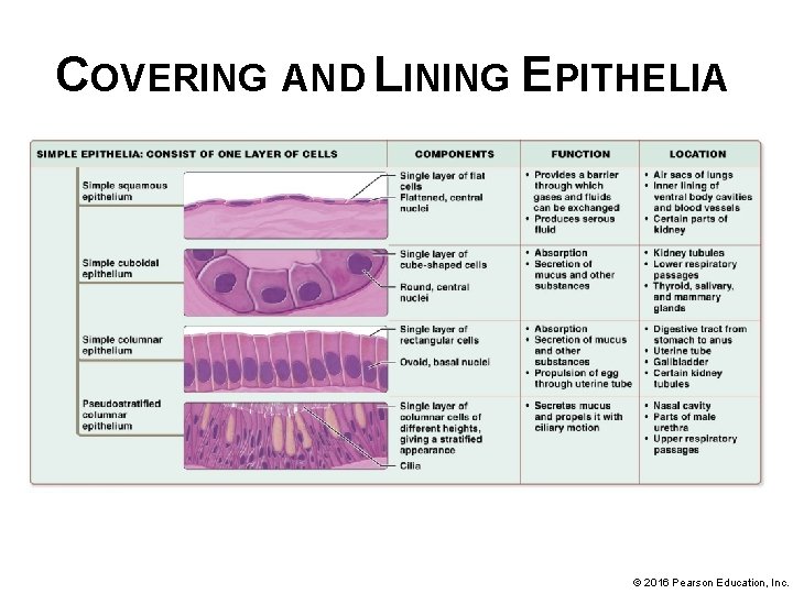 COVERING AND LINING EPITHELIA © 2016 Pearson Education, Inc. 