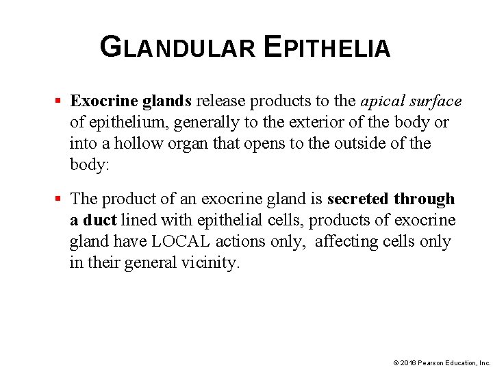 GLANDULAR EPITHELIA § Exocrine glands release products to the apical surface of epithelium, generally