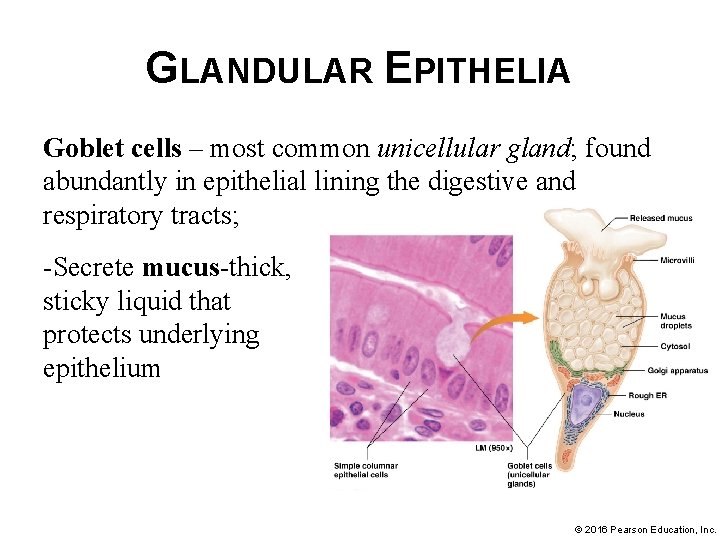 GLANDULAR EPITHELIA Goblet cells – most common unicellular gland; found abundantly in epithelial lining