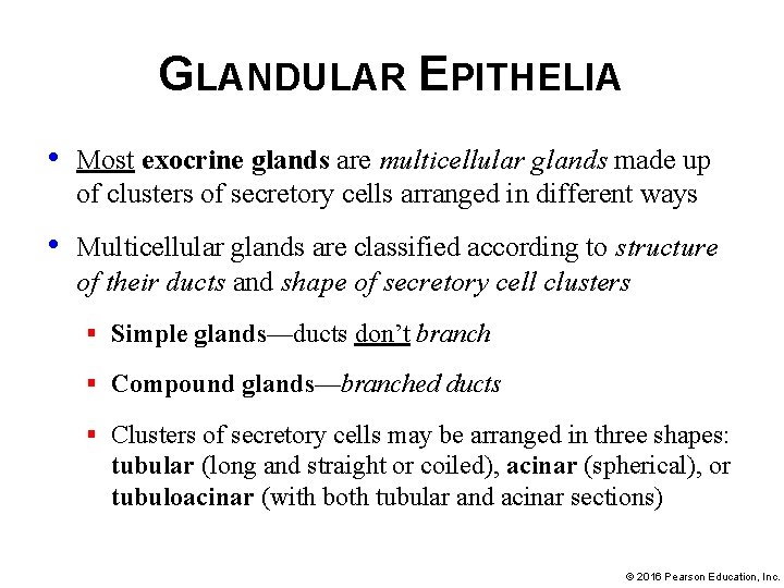 GLANDULAR EPITHELIA • Most exocrine glands are multicellular glands made up of clusters of