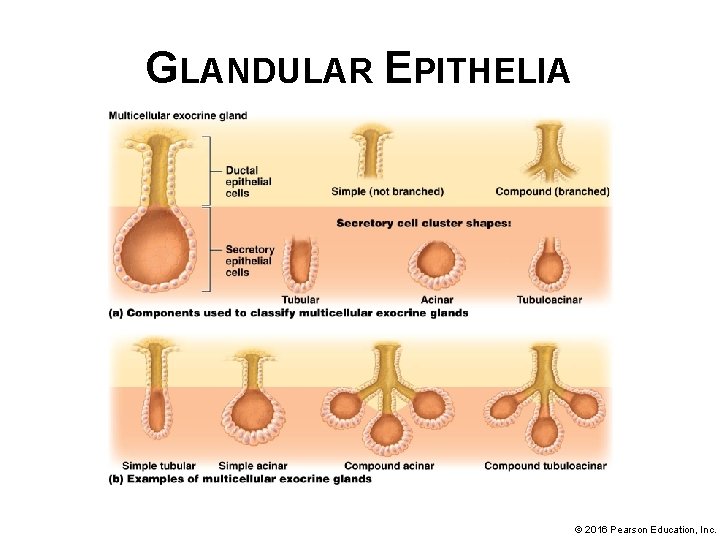 GLANDULAR EPITHELIA © 2016 Pearson Education, Inc. 