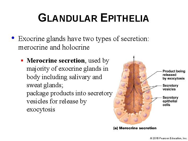 GLANDULAR EPITHELIA • Exocrine glands have two types of secretion: merocrine and holocrine §