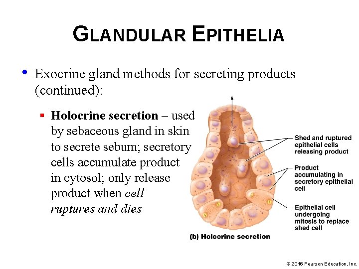 GLANDULAR EPITHELIA • Exocrine gland methods for secreting products (continued): § Holocrine secretion –