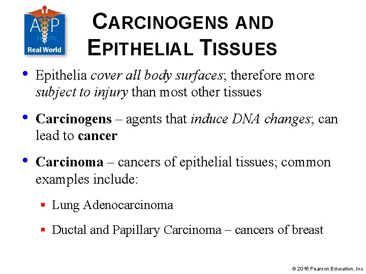 CARCINOGENS AND EPITHELIAL TISSUES • Epithelia cover all body surfaces; therefore more subject to