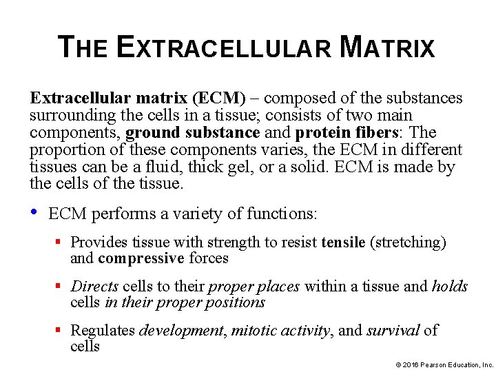 THE EXTRACELLULAR MATRIX Extracellular matrix (ECM) – composed of the substances surrounding the cells