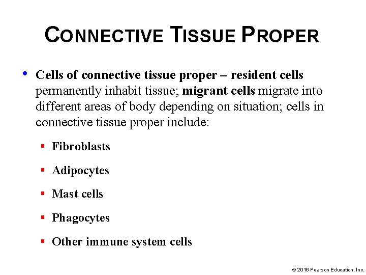 CONNECTIVE TISSUE PROPER • Cells of connective tissue proper – resident cells permanently inhabit