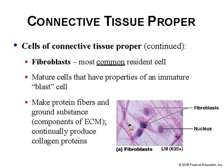 CONNECTIVE TISSUE PROPER • Cells of connective tissue proper (continued): § Fibroblasts – most